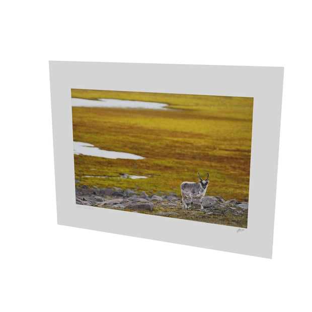 Svalbard Reindeer, Svalbard