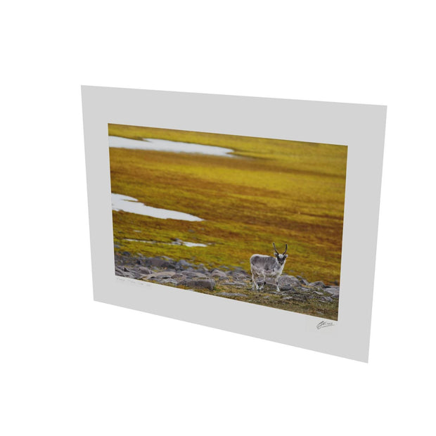 Svalbard Reindeer, Svalbard