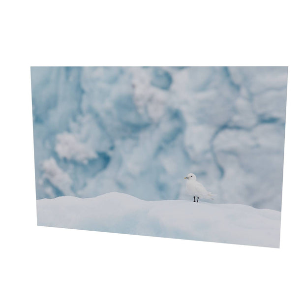 Ivory Gull, Svalbard