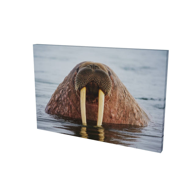 Curious Walrus, Svalbard