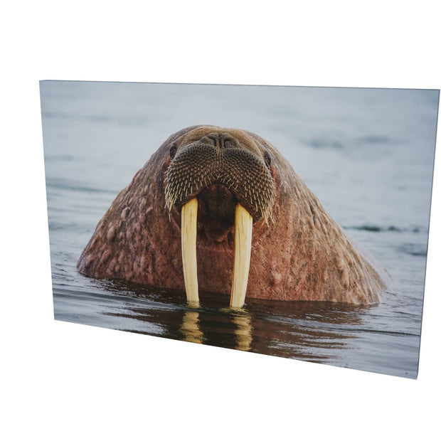 Curious Walrus, Svalbard