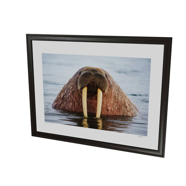 Curious Walrus, Svalbard