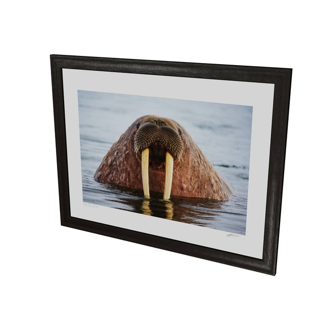 Curious Walrus, Svalbard