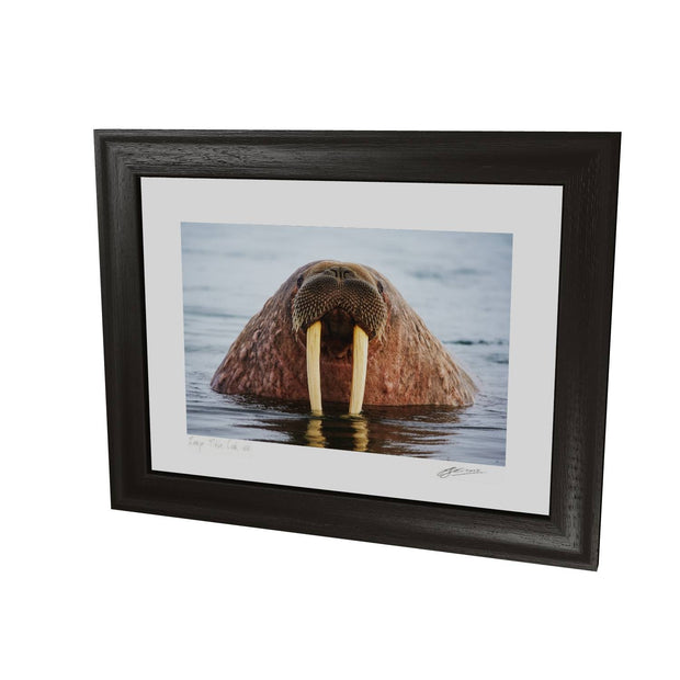 Curious Walrus, Svalbard