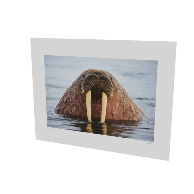 Curious Walrus, Svalbard