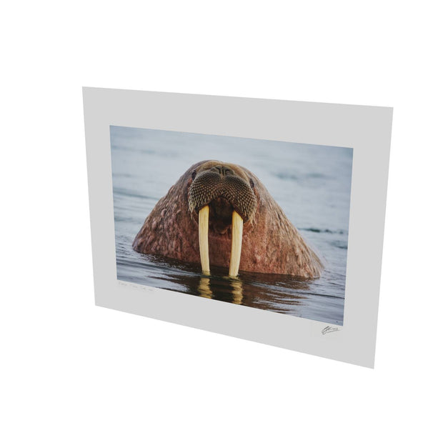 Curious Walrus, Svalbard
