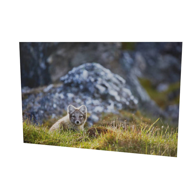 Arctic Fox Cub I, Svalbard