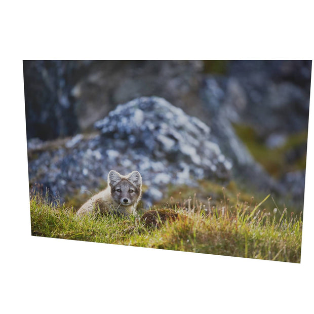 Arctic Fox Cub I, Svalbard