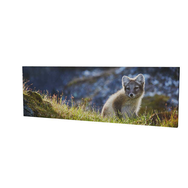Arctic Fox Cub II, Svalbard