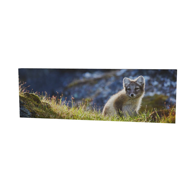 Arctic Fox Cub II, Svalbard