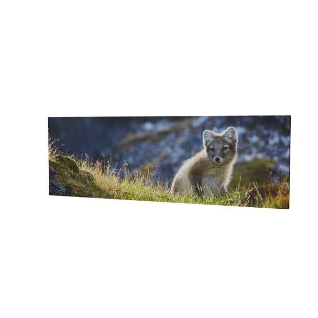 Arctic Fox Cub II, Svalbard