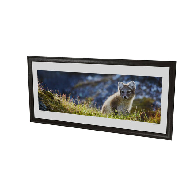 Arctic Fox Cub II, Svalbard