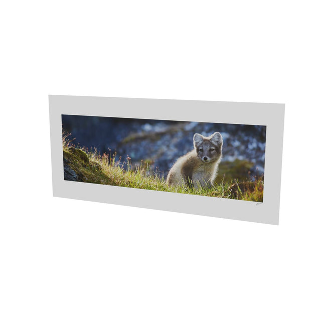 Arctic Fox Cub II, Svalbard