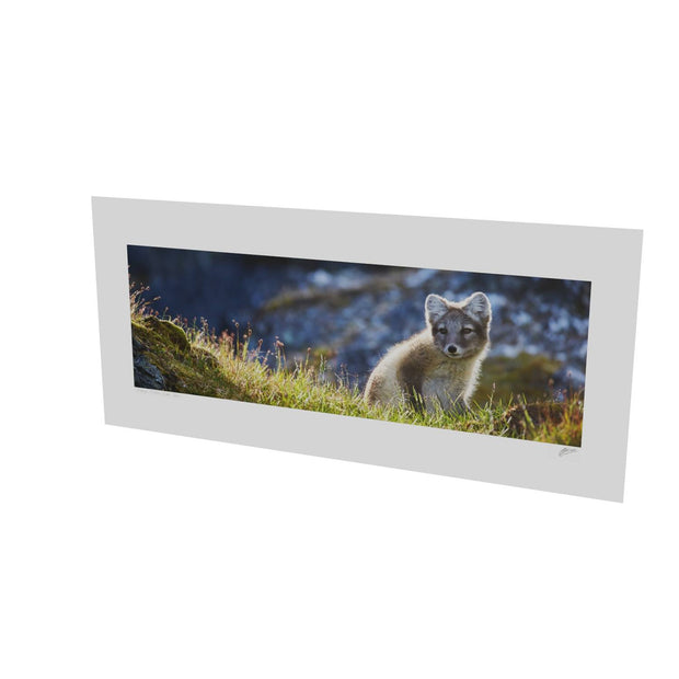 Arctic Fox Cub II, Svalbard