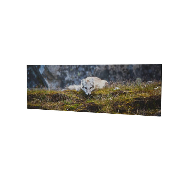 Arctic Fox Cub III, Svalbard