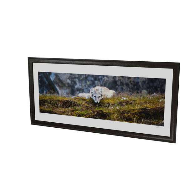 Arctic Fox Cub III, Svalbard