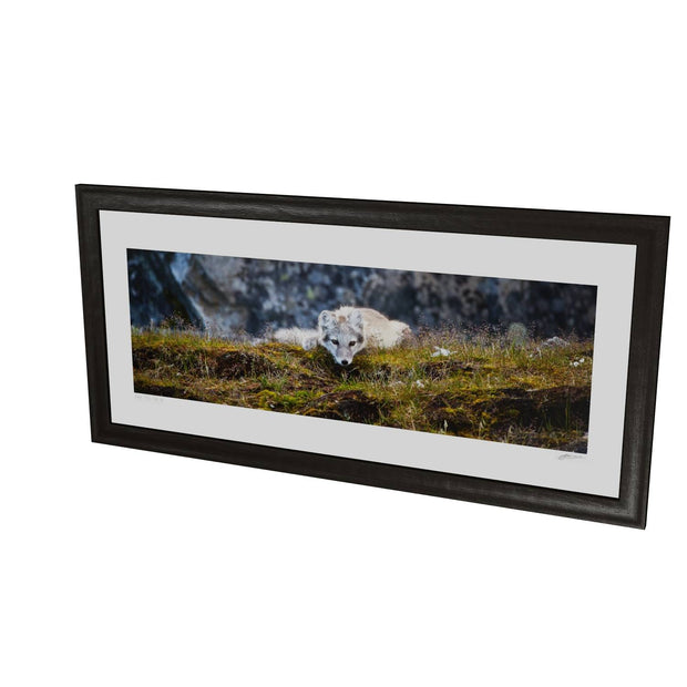 Arctic Fox Cub III, Svalbard