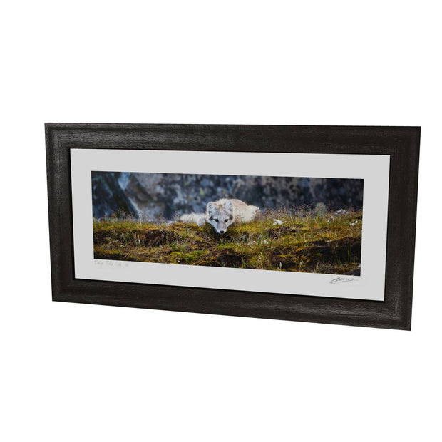 Arctic Fox Cub III, Svalbard