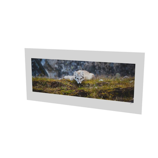 Arctic Fox Cub III, Svalbard