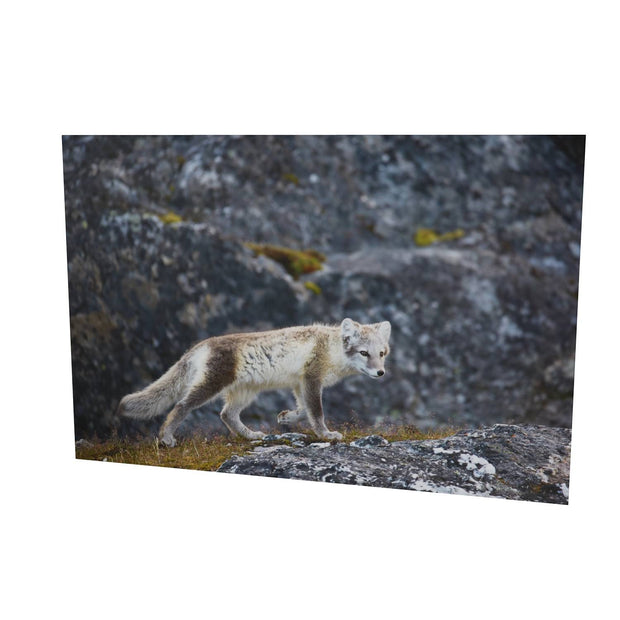 Arctic Fox Cub IV, Svalbard