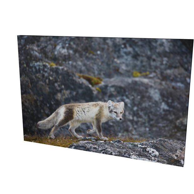 Arctic Fox Cub IV, Svalbard