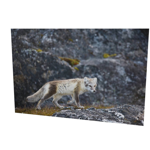 Arctic Fox Cub IV, Svalbard