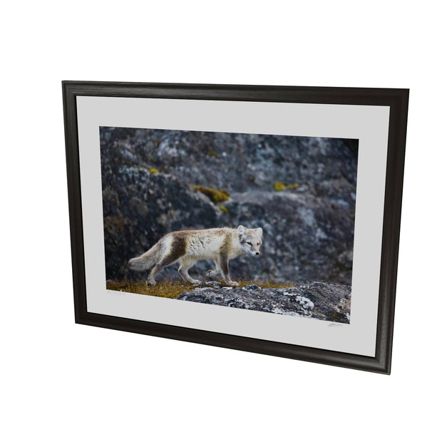Arctic Fox Cub IV, Svalbard