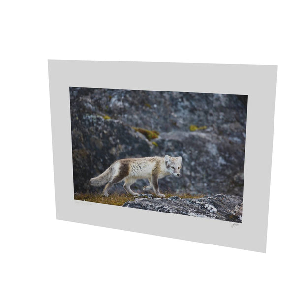 Arctic Fox Cub IV, Svalbard