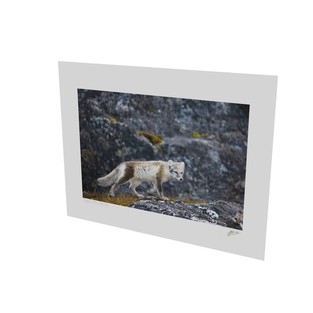 Arctic Fox Cub IV, Svalbard