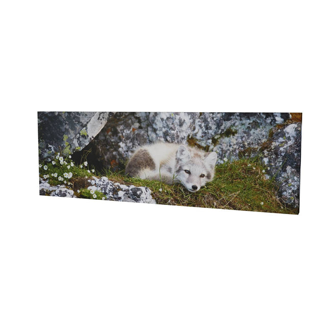 Arctic Fox Cub V, Svalbard