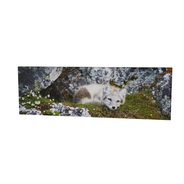 Arctic Fox Cub V, Svalbard