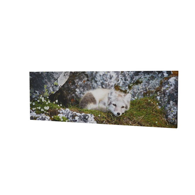 Arctic Fox Cub V, Svalbard