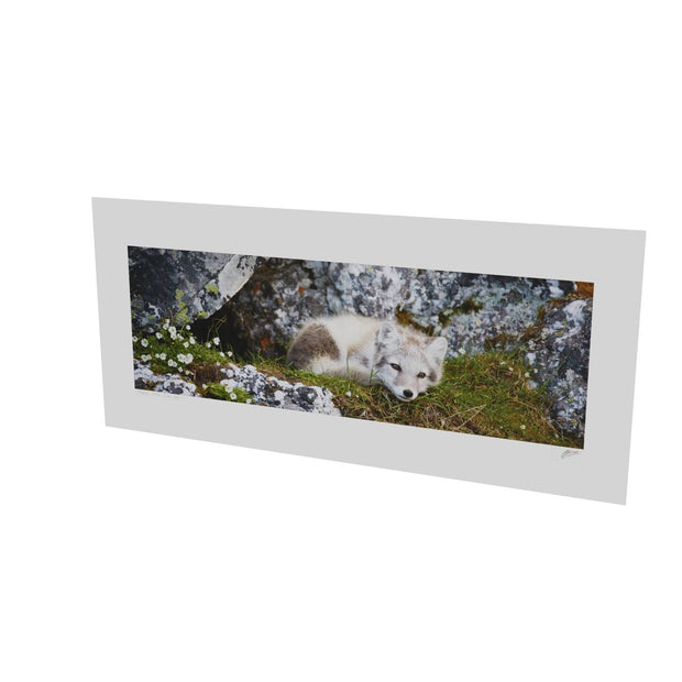 Arctic Fox Cub V, Svalbard