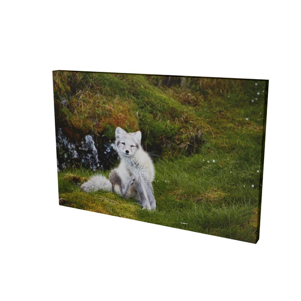 Arctic Fox Cub VI, Svalbard