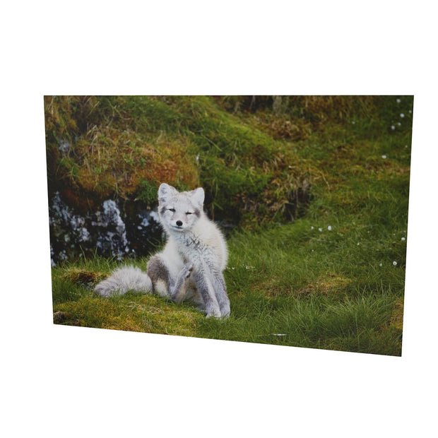 Arctic Fox Cub VI, Svalbard
