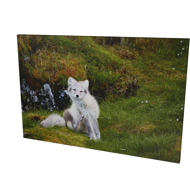 Arctic Fox Cub VI, Svalbard