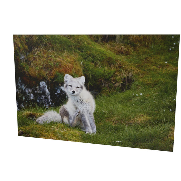 Arctic Fox Cub VI, Svalbard