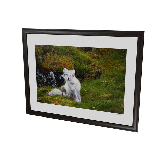 Arctic Fox Cub VI, Svalbard