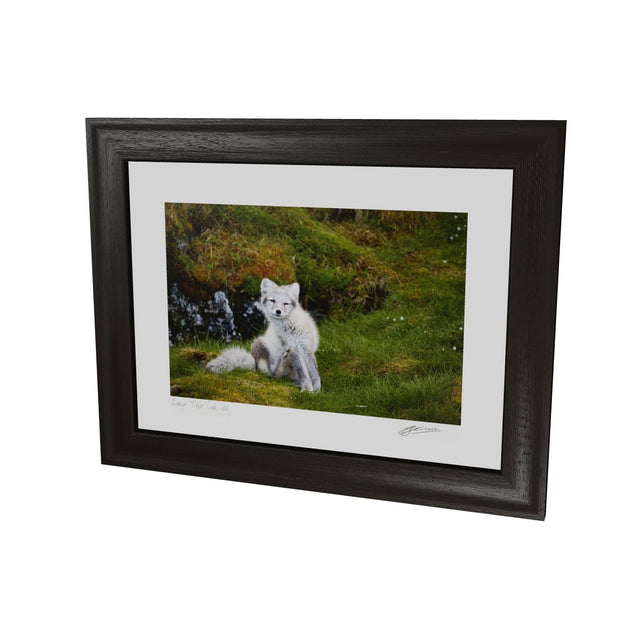 Arctic Fox Cub VI, Svalbard