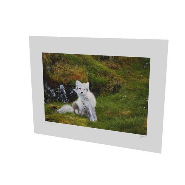 Arctic Fox Cub VI, Svalbard