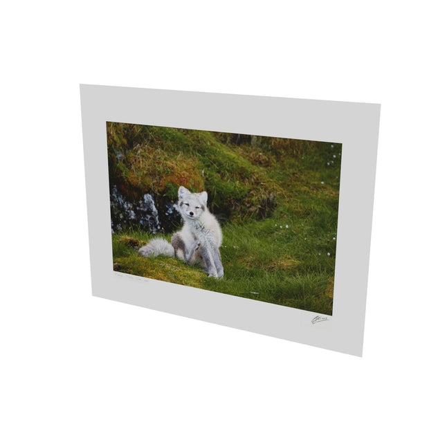 Arctic Fox Cub VI, Svalbard