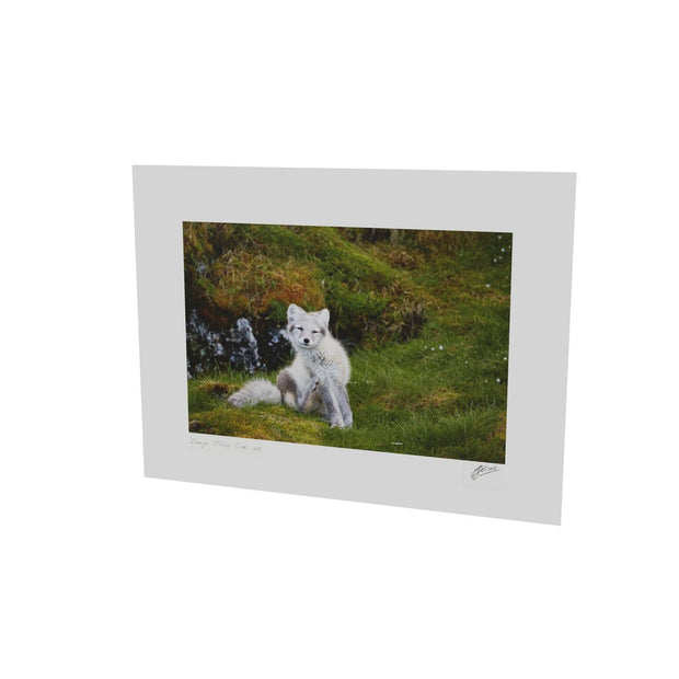 Arctic Fox Cub VI, Svalbard