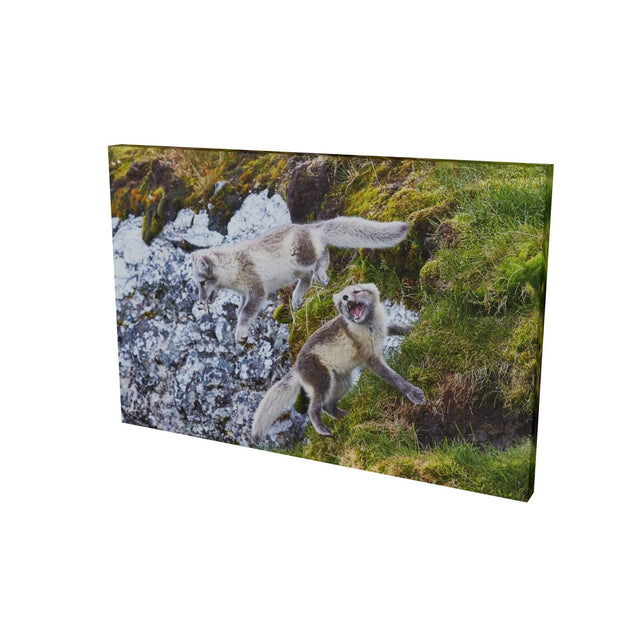 Arctic Fox Cubs at Play, Svalbard.