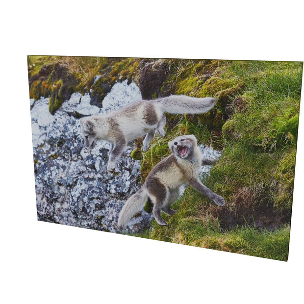 Arctic Fox Cubs at Play, Svalbard.
