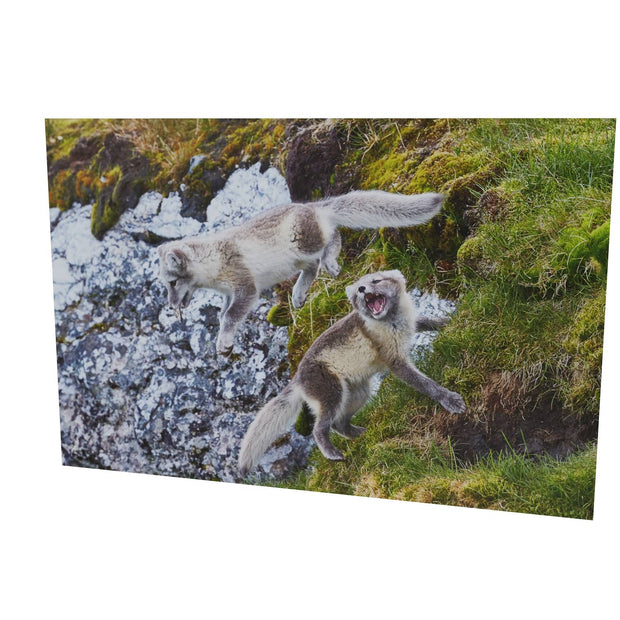 Arctic Fox Cubs at Play, Svalbard.