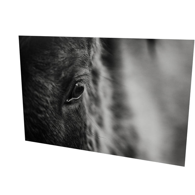 Icelandic Horse, Iceland