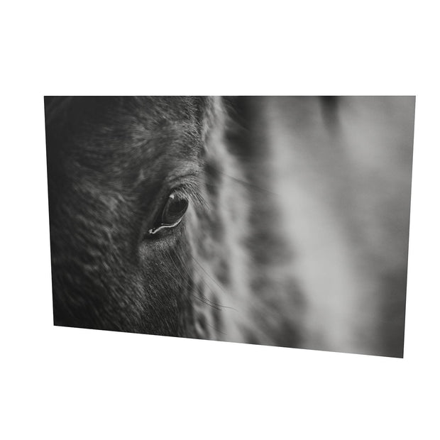 Icelandic Horse, Iceland