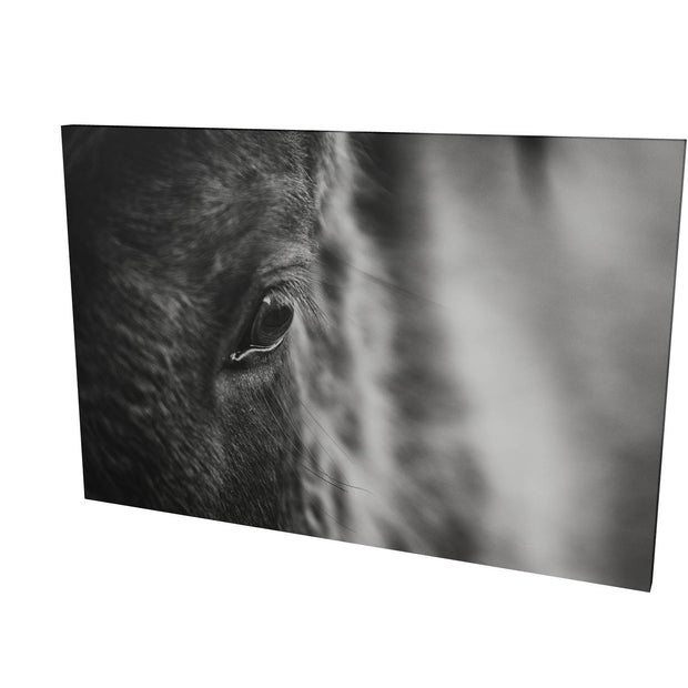 Icelandic Horse, Iceland