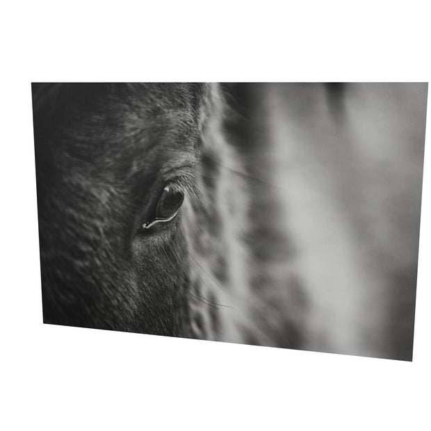 Icelandic Horse, Iceland