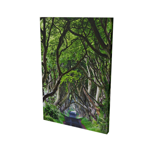 The Dark Hedges, Co. Antrim